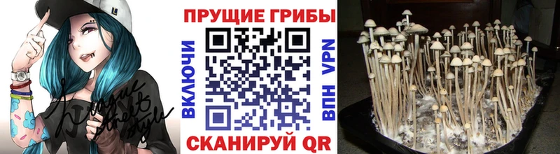 Галлюциногенные грибы Cubensis  купить наркоту  Сысерть 